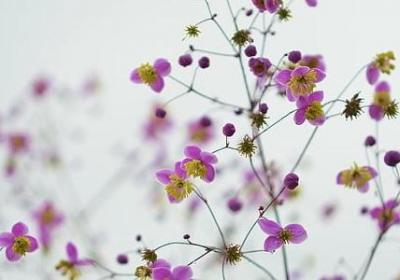 遂组词 用遂字怎么组词(实用162个)