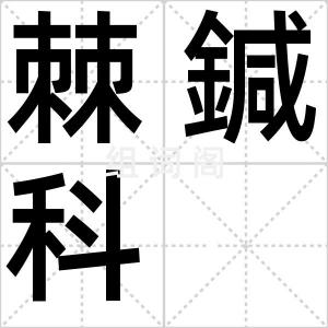 棘鍼科