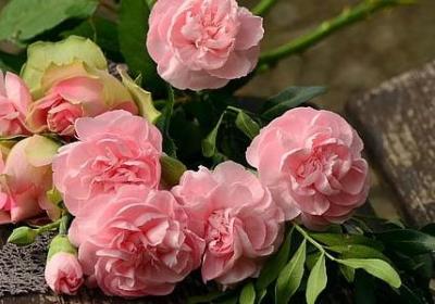 菜组词 用菜字怎么组词(常见302个)