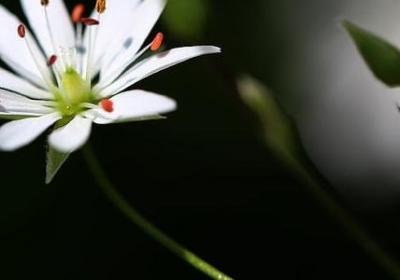 倾组词 倾字可以组的词语有哪些(常见311个)