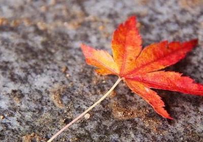 赖组词 用赖字组相关的词语大全(通用200个)