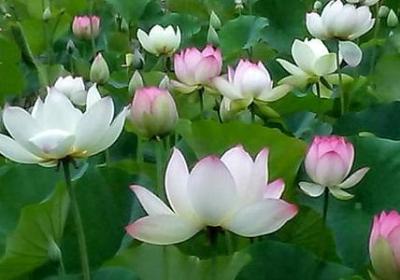 耻组词 耻字相关的词语有哪些(123个)