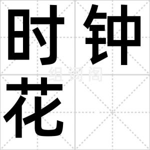 时钟花