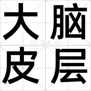 大脑皮层