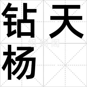 钻天杨