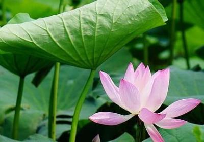 搁组词 关于搁字的词语有哪些(推荐32个)
