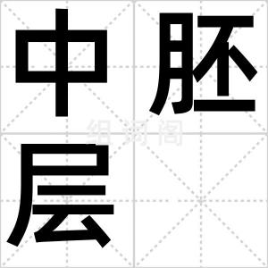 中胚层