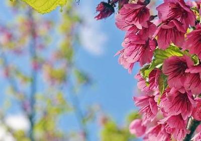 丕组词 丕字相关的词语有哪些(实用67个)