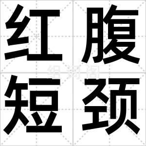 红腹短颈龟