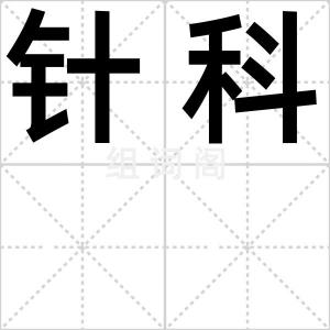 针科