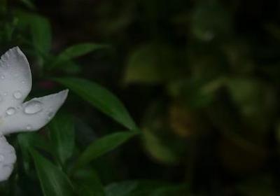 灿组词 灿字的词语有哪些(推荐57个)