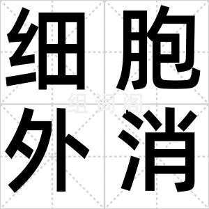 细胞外消化