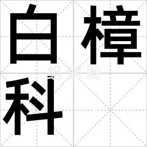 白樟科