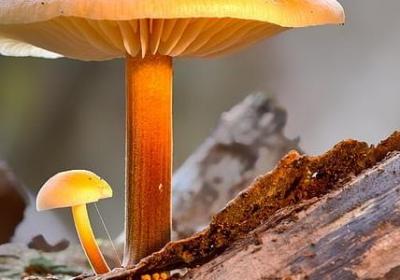 榛组词 榛字的词语有哪些(必备69个)