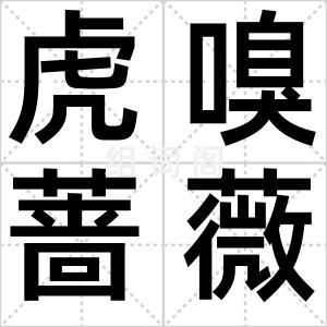 虎嗅蔷薇