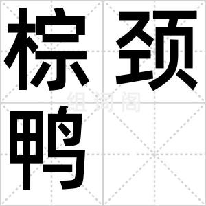 棕颈鸭