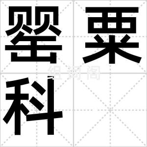 罂粟科