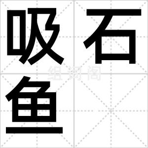 吸石鱼