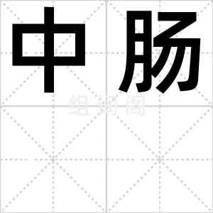 中肠