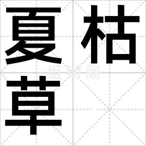 夏枯草
