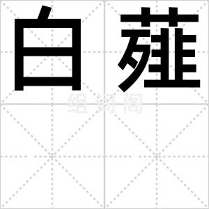 白薤