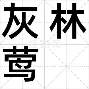 灰林莺