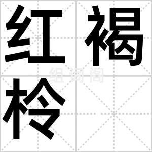 红褐柃