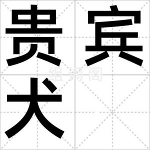 贵宾犬