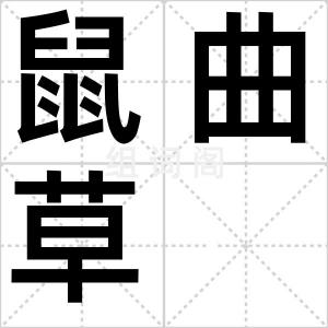鼠曲草