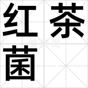红茶菌