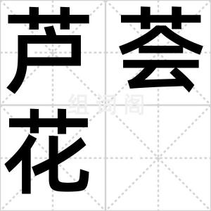 芦荟花