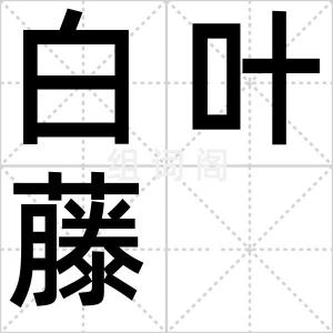 白叶藤