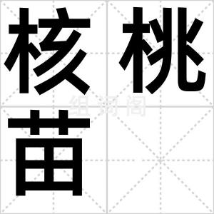 核桃苗