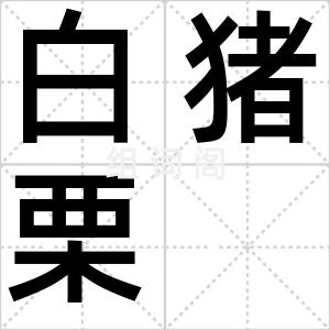 白猪栗