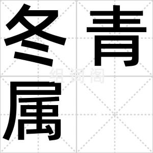 冬青属