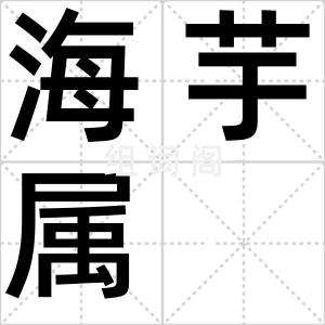 海芋属