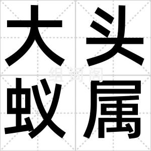 大头蚁属