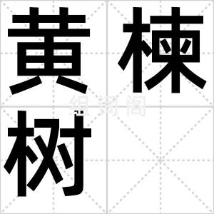 黄楝树