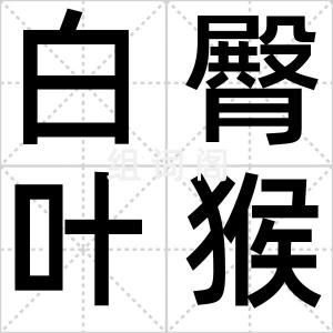 白臀叶猴