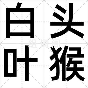 白头叶猴