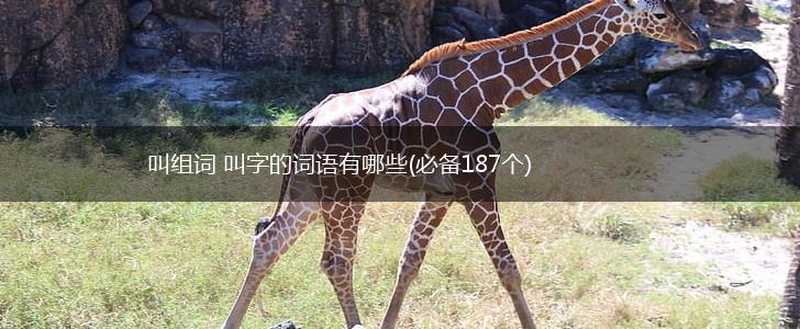 叫组词 叫字的词语有哪些(必备187个),第1张