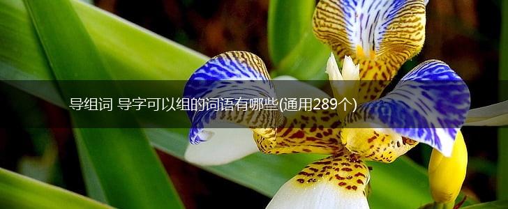 导组词 导字可以组的词语有哪些(通用289个),第1张