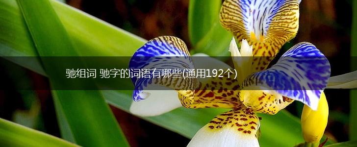 驰组词 驰字的词语有哪些(通用192个),第1张