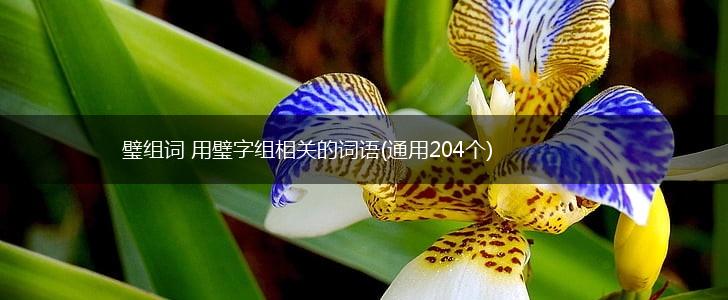 璧组词 用璧字组相关的词语(通用204个),第1张