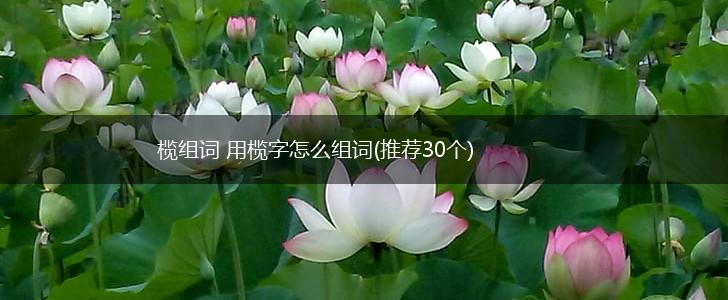榄组词 用榄字怎么组词(推荐30个),第1张